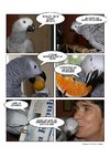mon perroquet: Bémol