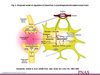 imagerie cerebrale en psychologie cognitive Cours 4