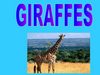 SANDRA & MARIA.3A. GIRAFFES