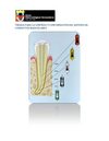 Limpieza y conformacion de conductos en endodoncia
