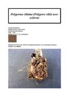 Polyporus ciliatus avec sclérote