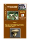 Boletus radicans