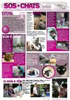 Journal sos-chats 08 hiver