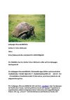Galapagos Riesen-Schildkröte Schildkröte Turtle Tiere Animals Natur SelMcKenzie Selzer-McKenzie
