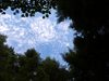 Balade dans les bois
