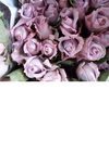 Mes roses 