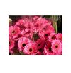 Gerberas