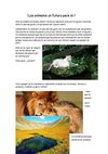 los animales