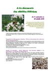 A la découverte des abeilles