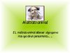 Maltrato animal