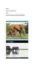 Elefant Tiere Animal Natur SelMcKenzie Selzer-McKenzie