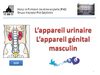 Anatomie de l'appareil génito-urinaire