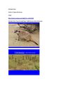 Erdmännchen Tiere Animals Natur SelMcKenzie Selzer-McKenzie