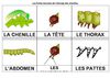 10fiches_lexicales
