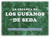CRIANZA DE gusanos de seda