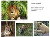 animais selvagens
