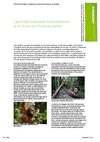 Les forêts tropicales indonésiennes et le boum de l’huile de palme