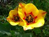 TULIPES