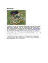 Sports Equipment