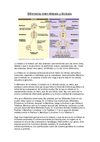 Diferencia entre Mitosis y Meiosis