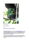 PuertoRico-Amazone Tiere Animals Natur SelMcKenzie Selzer-Mckenzie