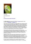 Grüner Leguan Tiere Animals Natur SelMcKenzie Selzer-McKenzie