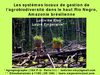 Les systèmes locaux de gestion de l’agrobiodiversité dans le haut Rio Negro, Amazonie brésilienne