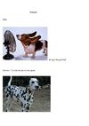Animais preferidos do Luís 2