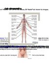 sobre cuerpo humano