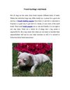 French bulldog's vital Needs