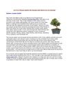 ••••••>House plants like Bonsai and others are so homely!