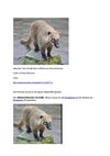 Nasenbär Tiere Animals Natur SelMcKenzie Selzer-McKenzie