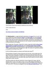 Florida Panther Florida Puma Animals Tiere SelMcKenzie Selzer-McKenzie