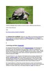 Schildkröte Galapagos-Riesen-Schildkröte Animals Tiere Natur SelMckenzie Selzer-McKenzie