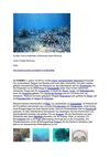 Korallen Tiere Animals Natur SelMcKenzie Selzer-McKenzie