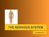 THE NERVOUS SYSTEM-parts and functions