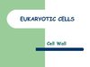 Eukaryotic Cells