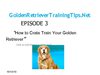 Golden Retriever training using simple commands