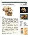 11 Australopithecus afarensis