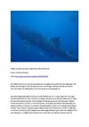 Walhai Animals Tiere Natur SelMcKenzie Selzer-McKenzie