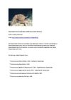 Riesenkrake Tiere Animals Natur SelMcKenzie Selzer-McKenzie