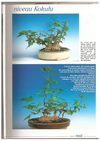 france bonsaï 25 "greffe acer kokufu"suite-6