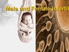 Top IVF Clinic India,IVF Infertility Clinic,IVF Fertility Center,In Vitro fertilization
