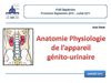 Anatomie de l'appareil génito-urinaire (2010)