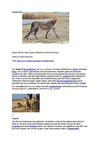 Gepard Wildnis Tiere Animals SelMcKenzie Selzer-McKenzie