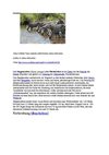 Zebra Wildnis Tiere Animals SelMcKenzie Selzer-McKenzie