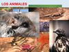 Tema III (Los animales 1)
