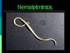 Nematelmintos