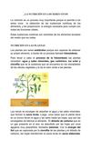 La Nutrición en los seres vivos