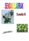 SENDABELARRAK